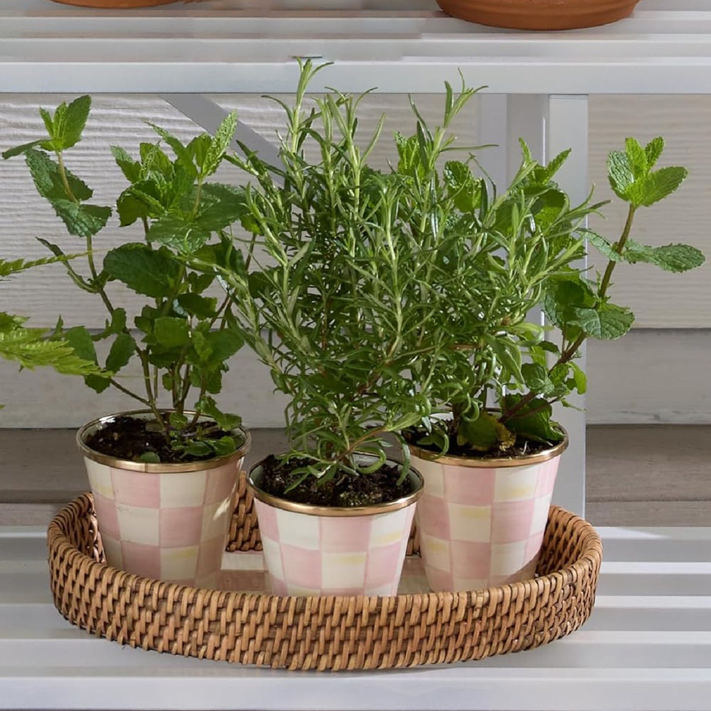 MACKENZIE-CHILDS Herb Pots in Rosy Check Set of 3