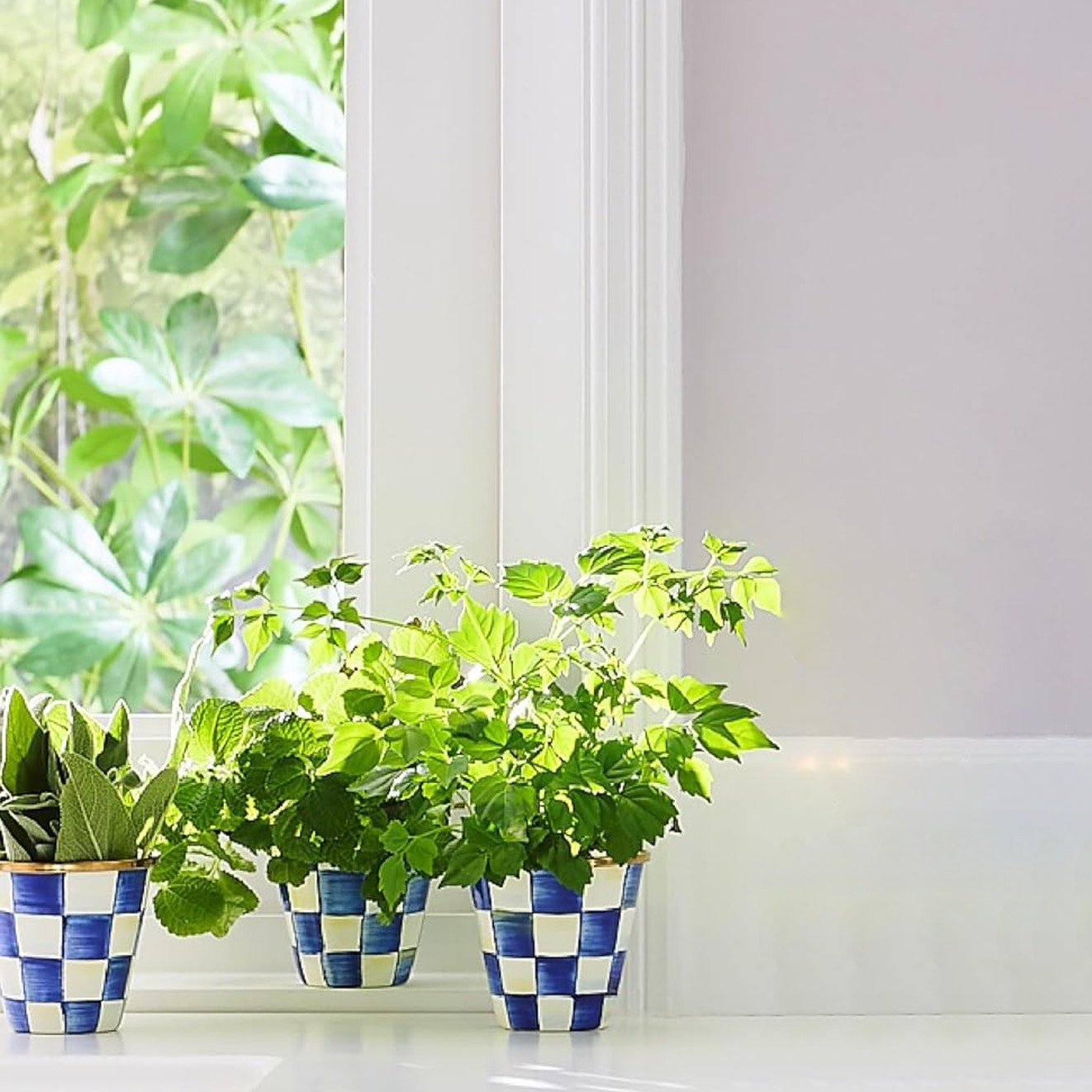 MACKENZIE-CHILDS Herb Pots in Royal Check Set of 3